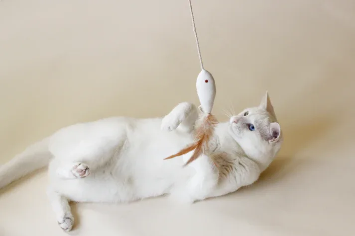 Cat Toy Golden Fish — photo 2