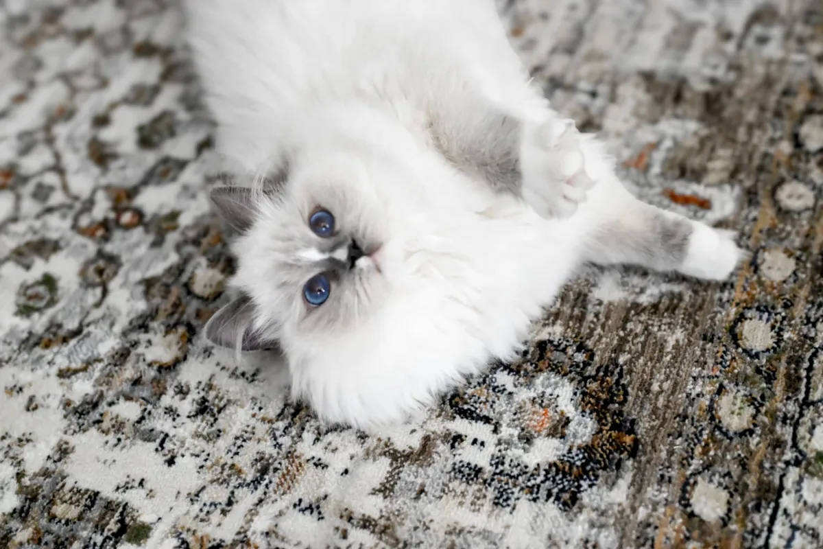 Lumi the blue mitted Ragdoll rolling playfully on a patterned rug
