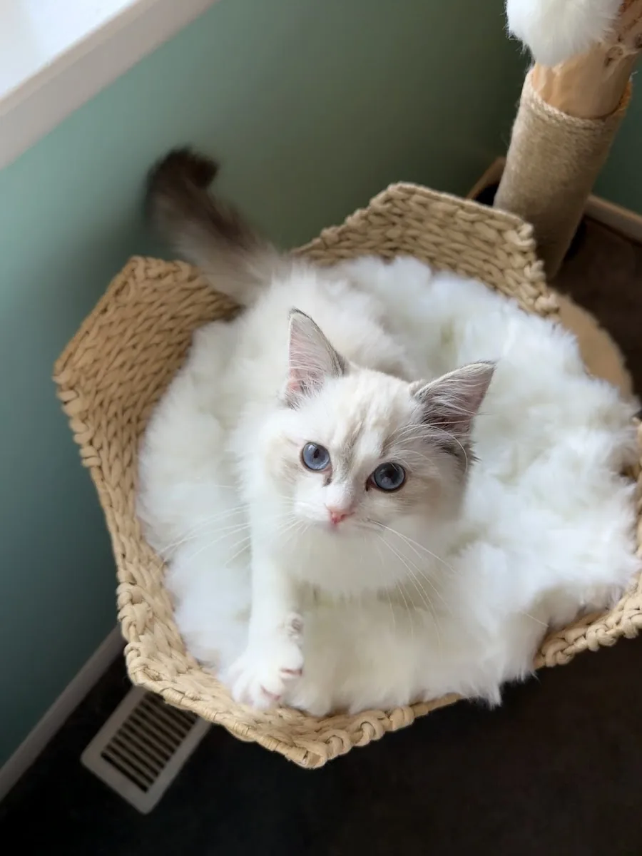 Blue-eyed Ragdoll cat nestled in a woven basket