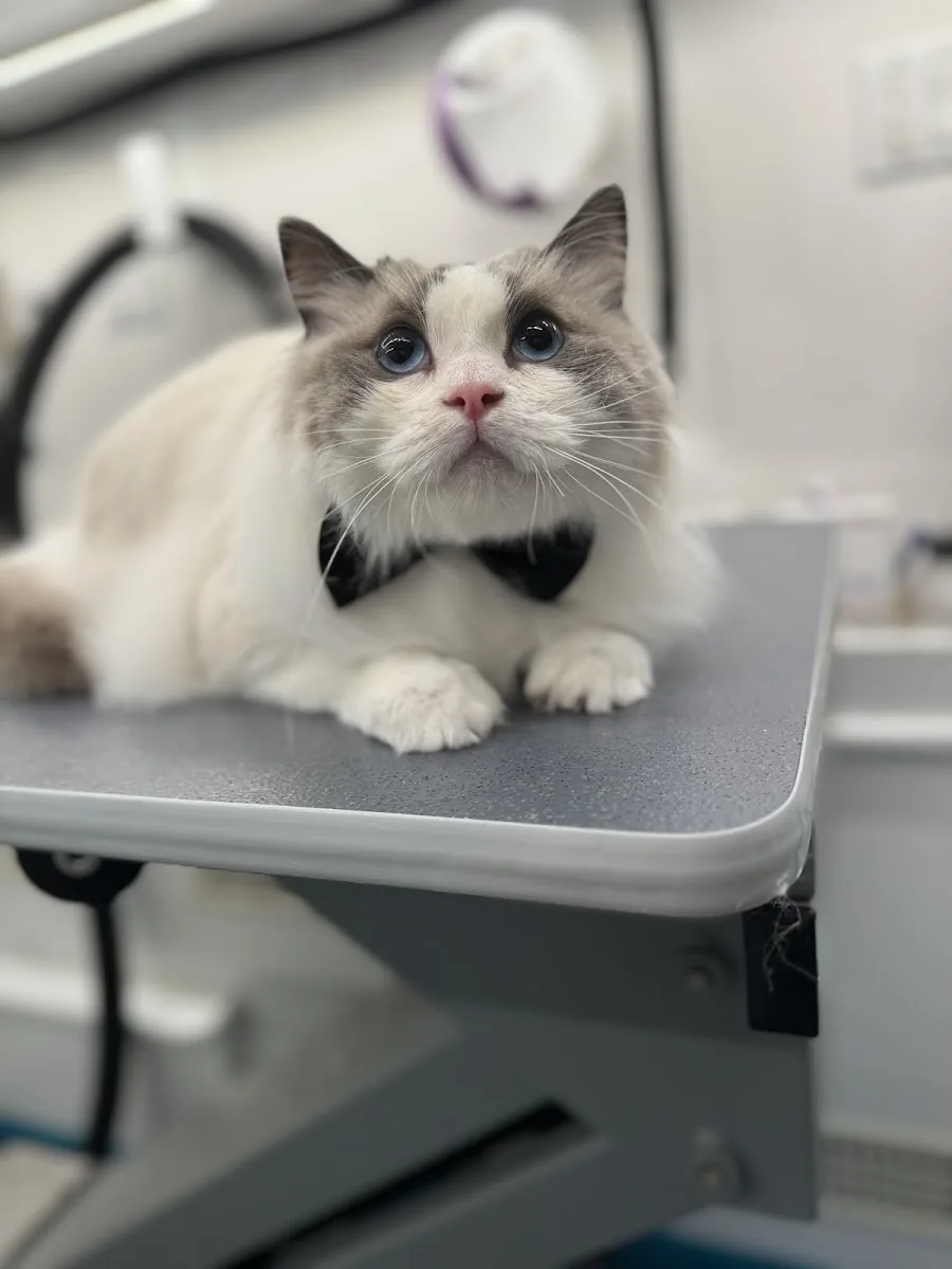 Blue-eyed Ragdoll cat sitting on an exam table