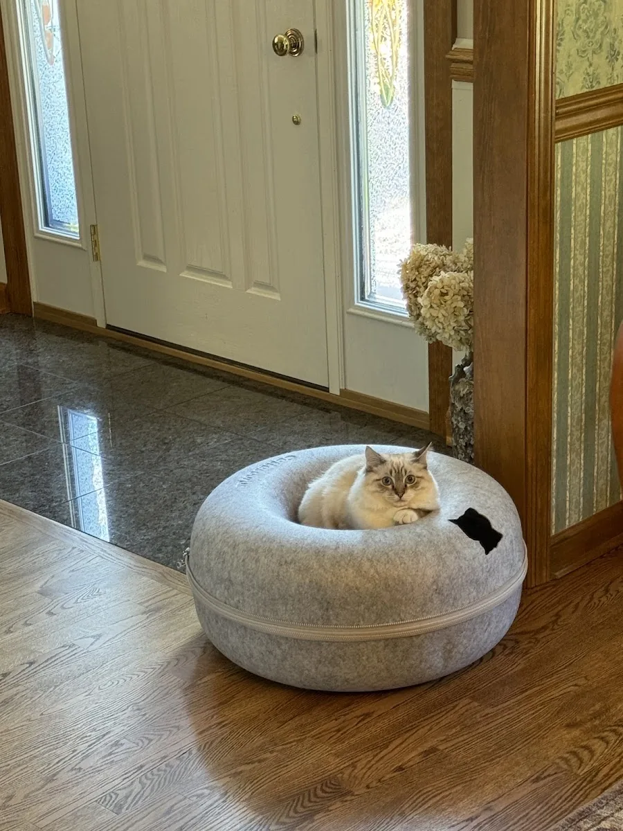 Ragdoll cat resting in a round bed near a sunny doorway