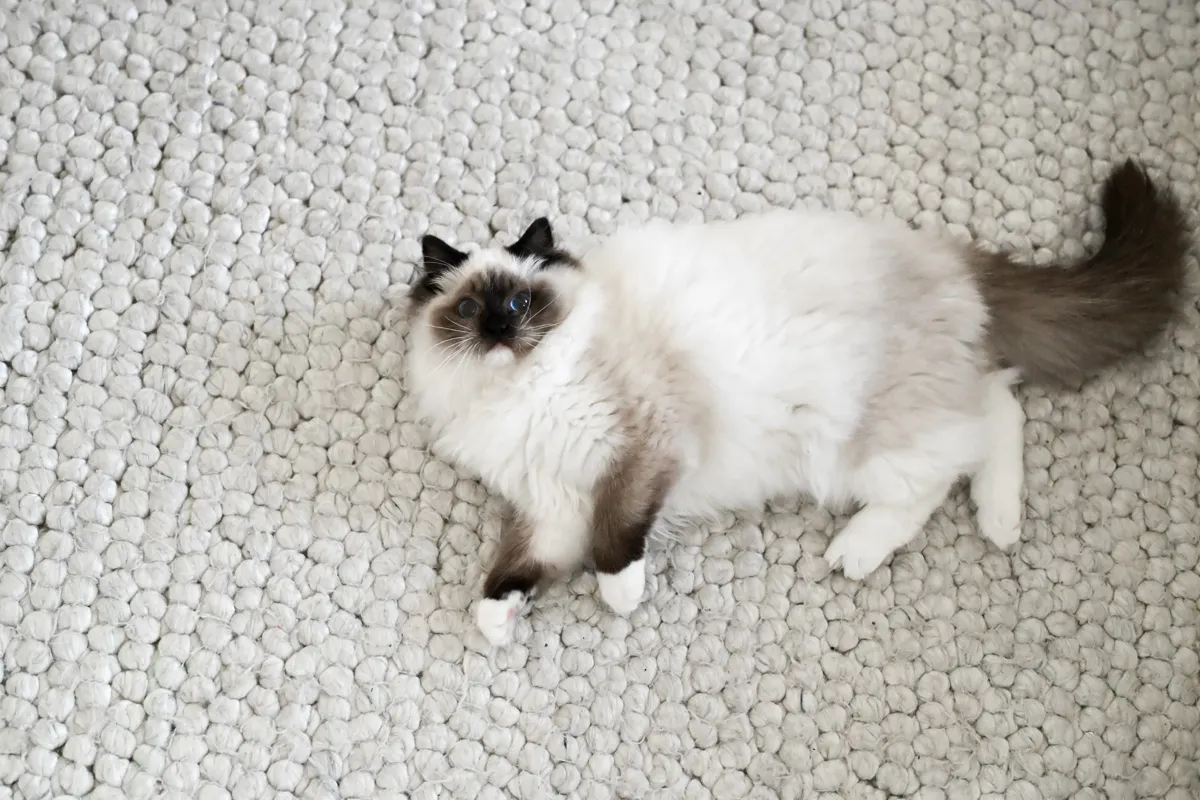 Mabel the seal mitted Ragdoll lounging with her fluffy tail curled
