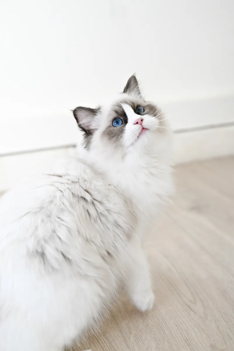 Dune the seal bicolor Ragdoll looking up with blue eyes