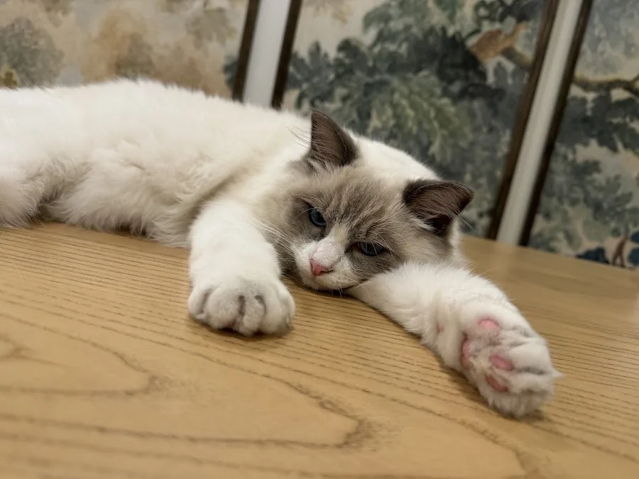 Ragdoll cat stretched out across a wooden table