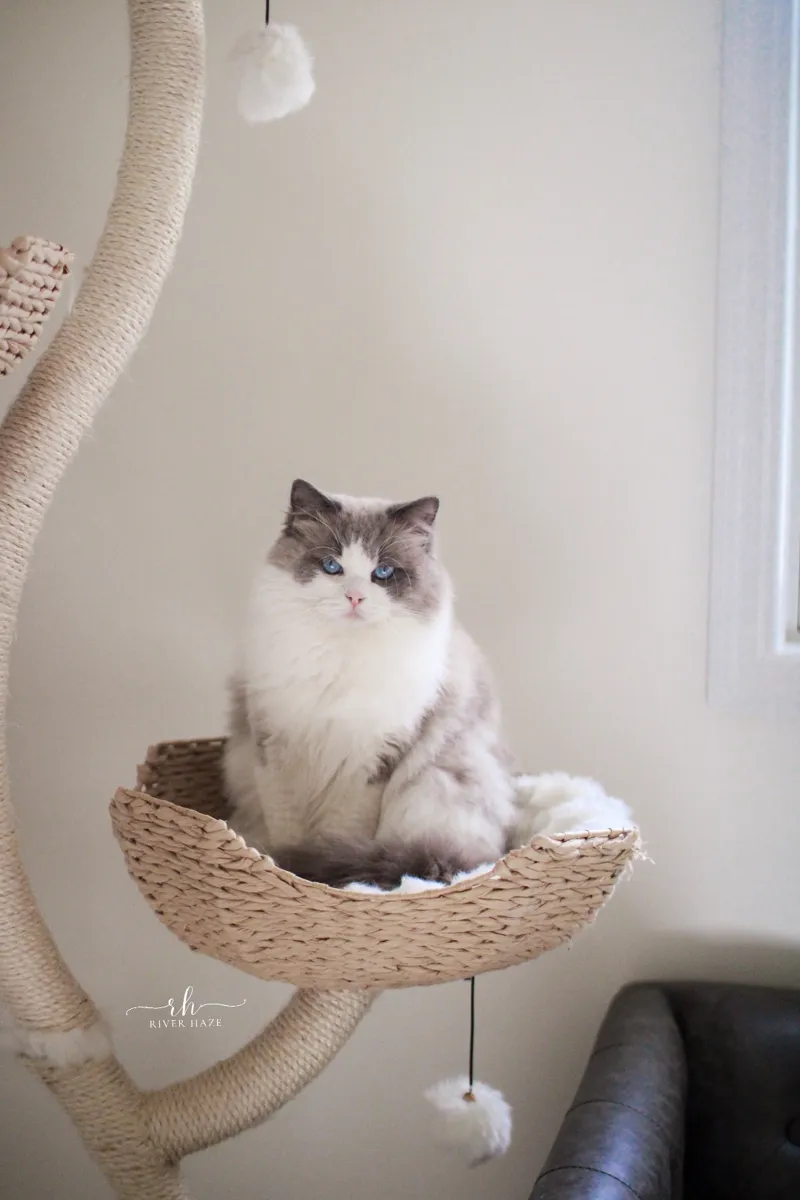 Wolfe, a blue bicolor Ragdoll sire, sitting in a woven cat tree basket