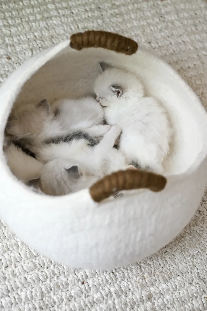 Ragdoll kittens curled up asleep together in a round felt basket