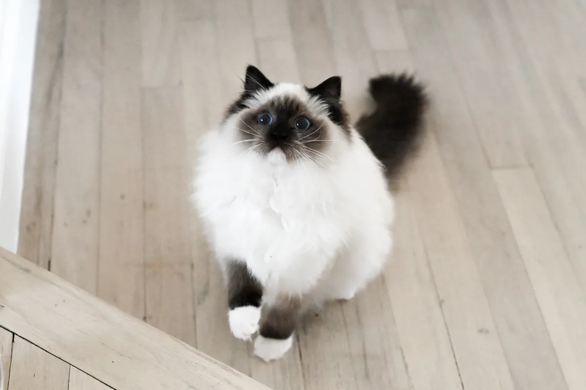 Mabel the seal mitted Ragdoll sitting on a light wood floor