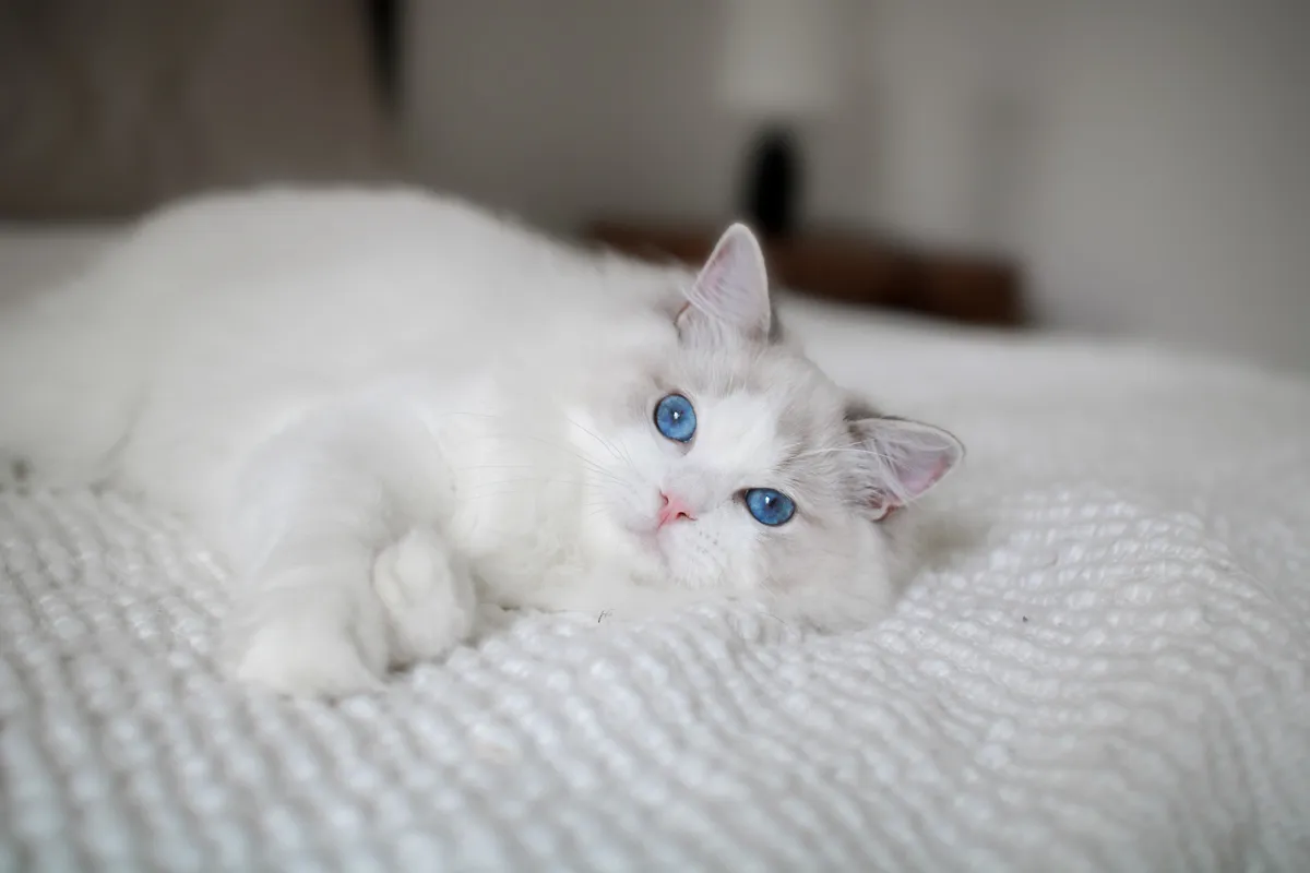 Ajax the blue lynx bicolor Ragdoll stretched out on soft white bedding