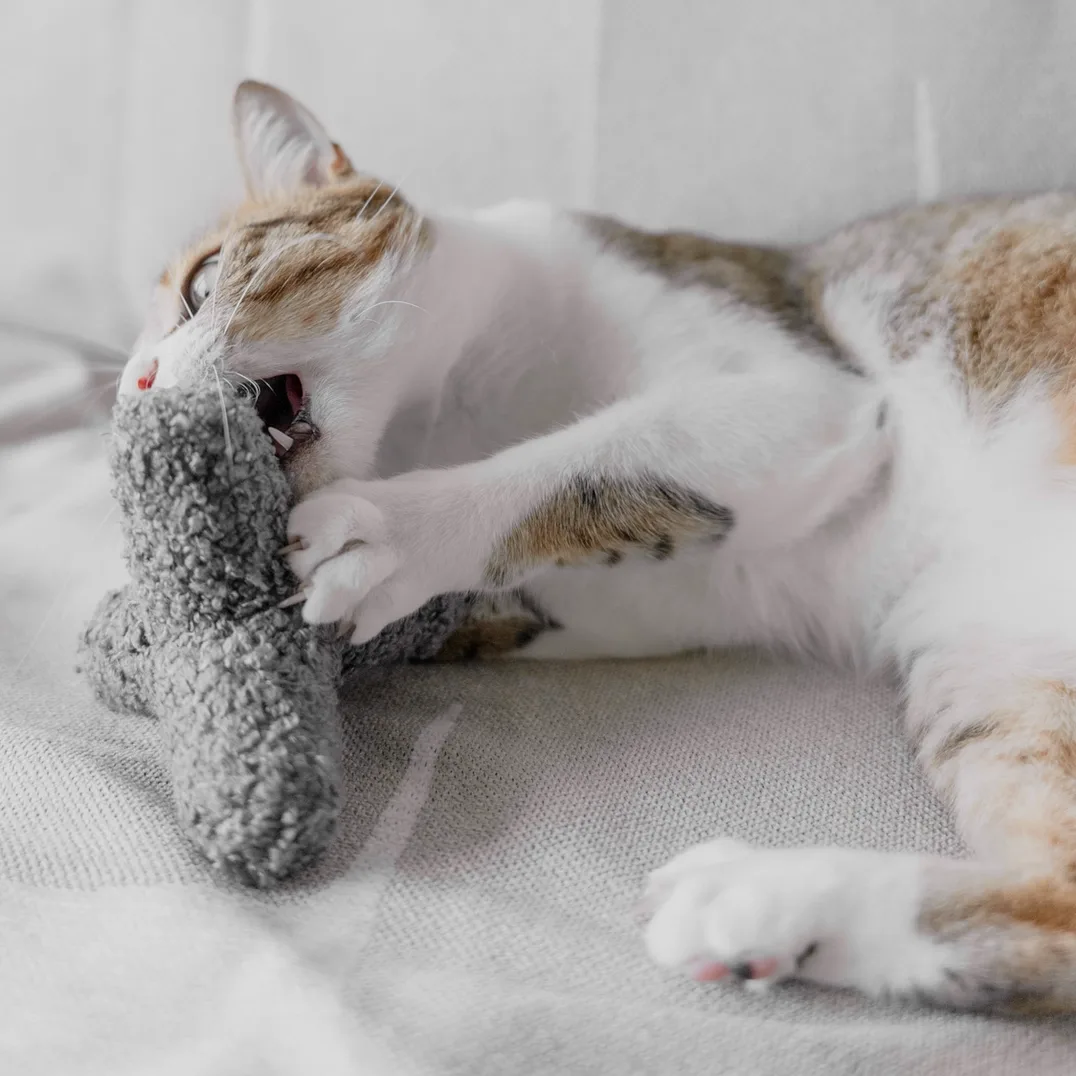 Lambwolf Kitty Breuer — photo 2