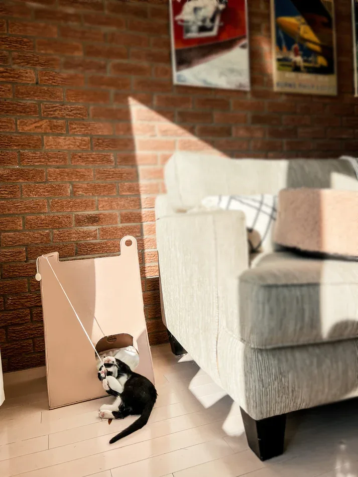 Cat House — photo 2