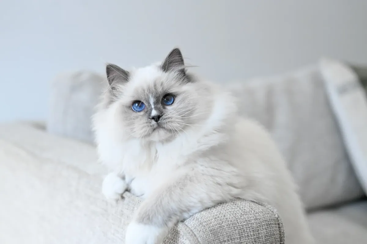 Lumi, a blue mitted Ragdoll queen with a blaze, resting on a white sofa
