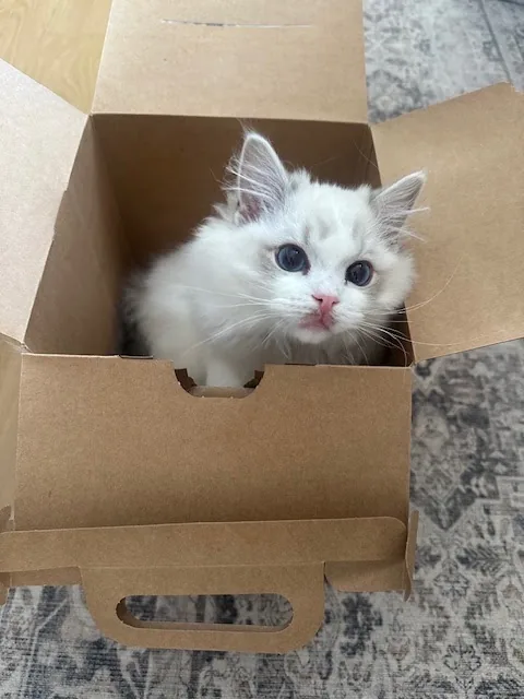 Young Ragdoll kitten peeking out of a cardboard box