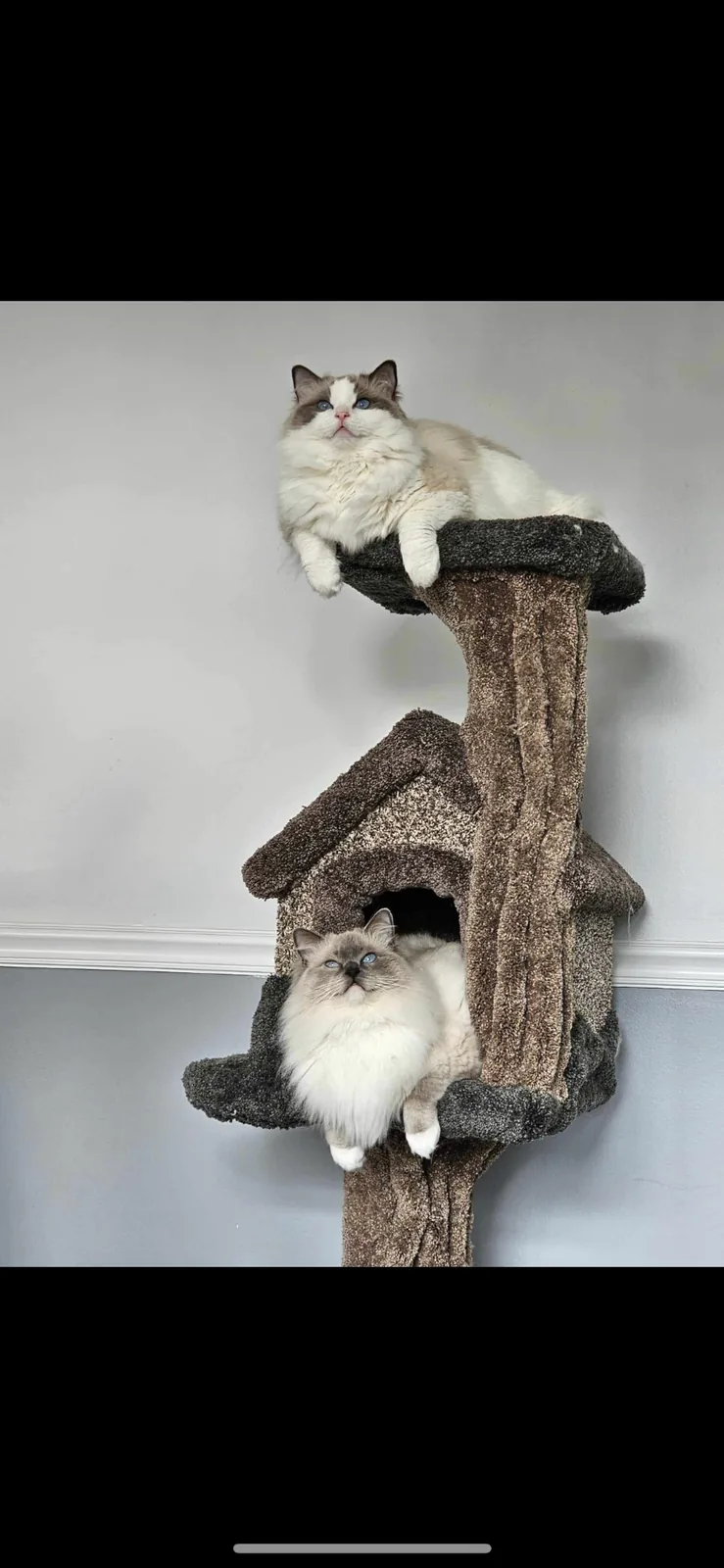 Two Ragdoll cats playing together on a tall cat tree