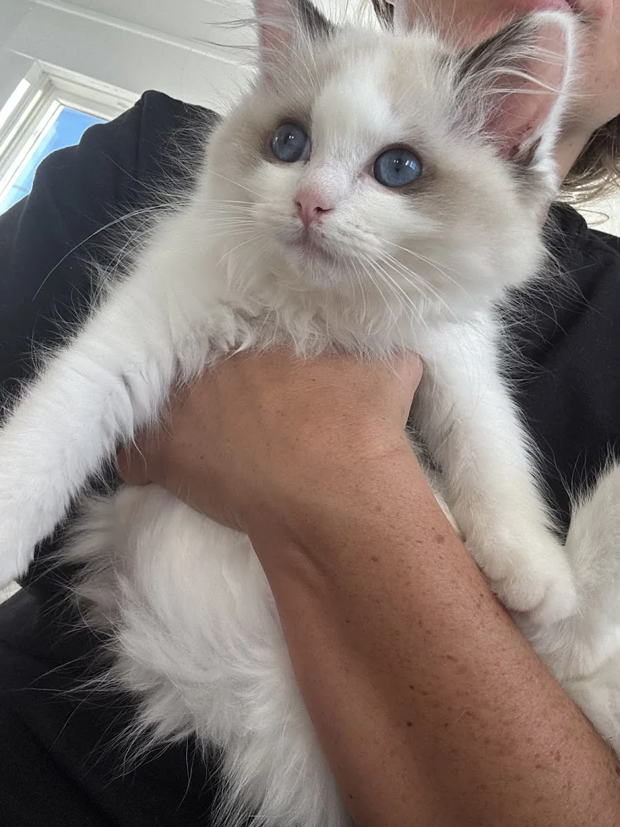 Small blue-eyed Ragdoll kitten being gently held