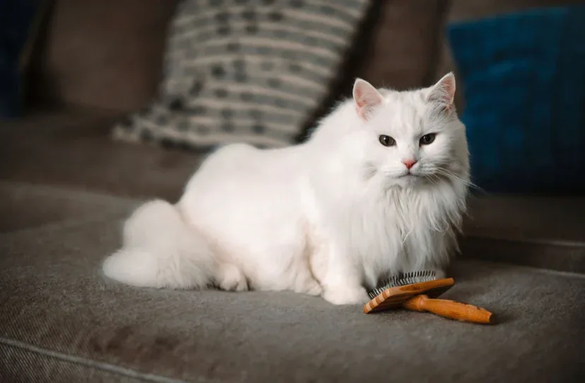 Zefiro Pet Brush — photo 2