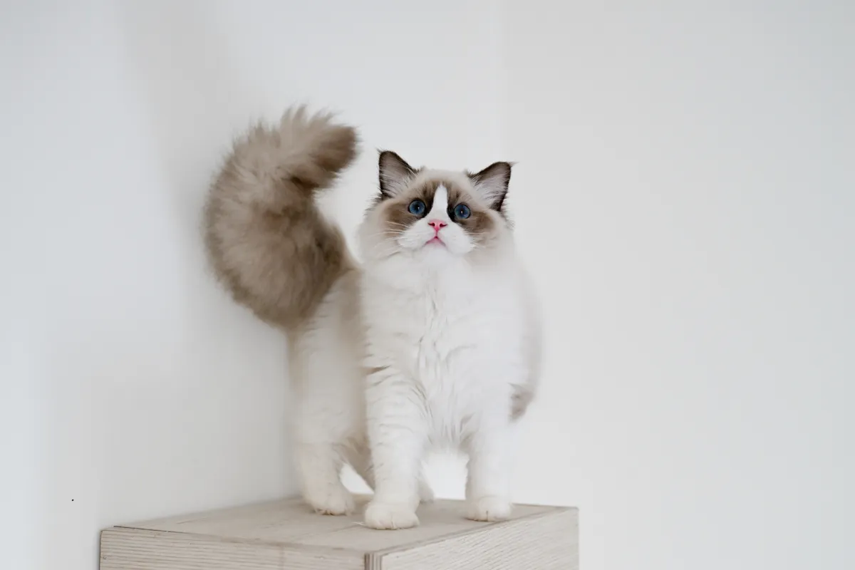 Dune the seal bicolor Ragdoll standing on a white step with his plumed tail raised