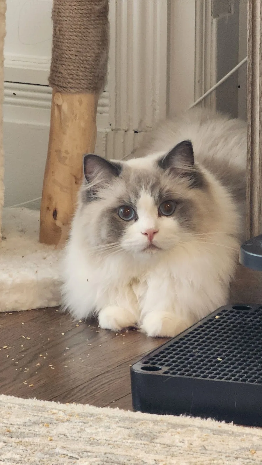 Fluffy bicolor Ragdoll cat sitting by a wooden post
