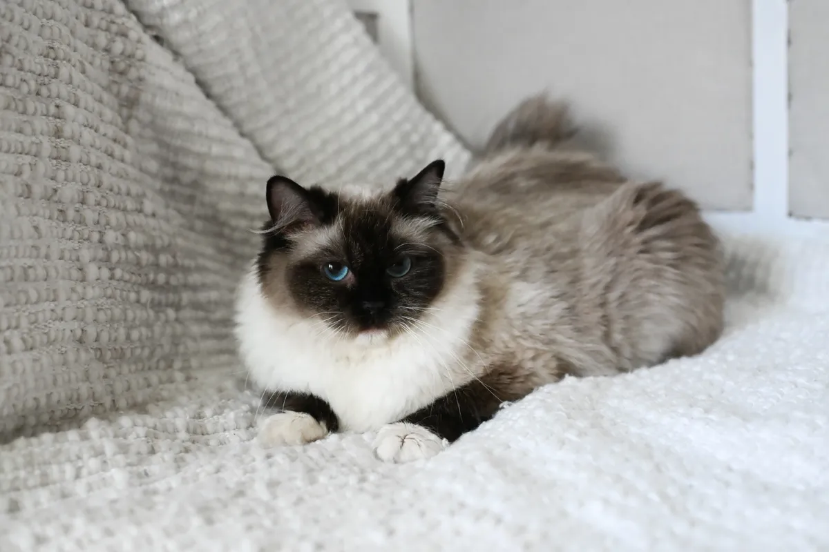 Sparrow the seal mitted Ragdoll curled up on a white blanket