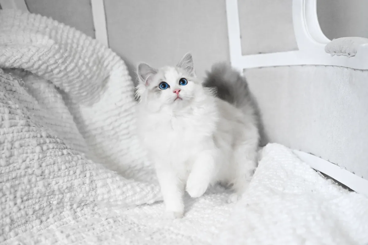 Fluffy Ragdoll cat from River Haze Ragdolls