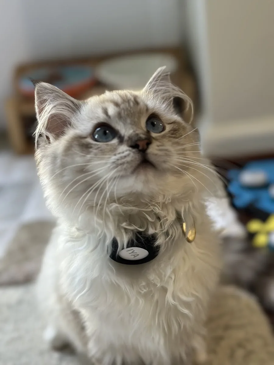 Fluffy Ragdoll cat wearing a small round tag