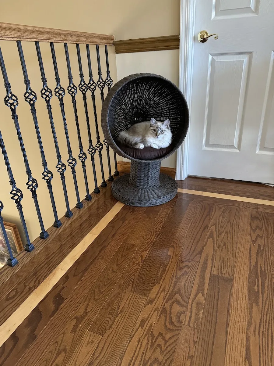 Ragdoll cat curled inside a round cat bed by the stairs