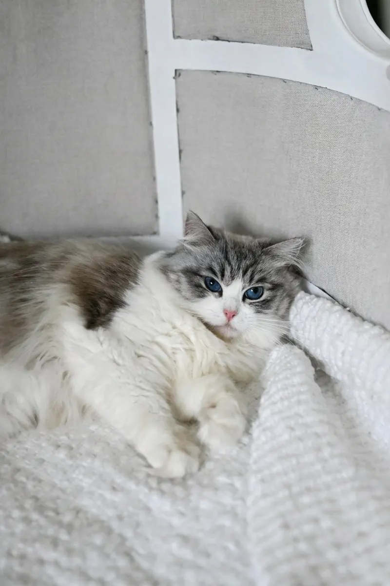 Calliope, a retired seal lynx bicolor Ragdoll queen, lying on a white blanket