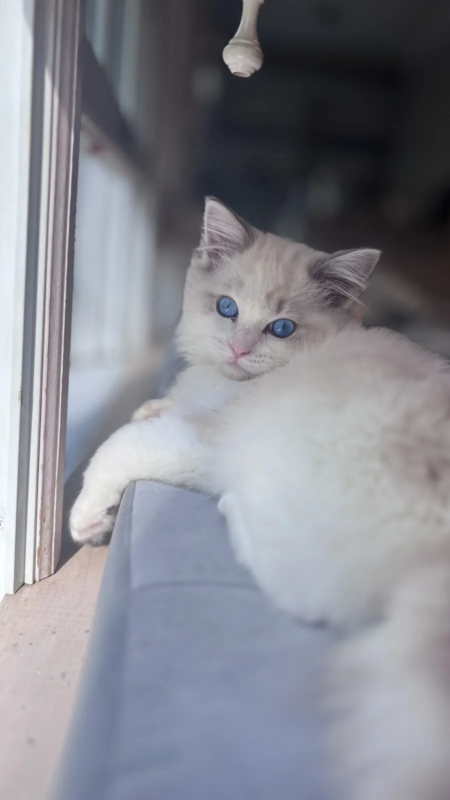 Blue-eyed Ragdoll kitten resting beside a window