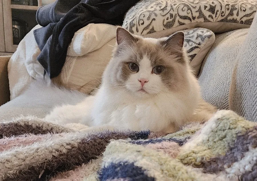Blue-eyed Ragdoll cat resting on a patterned blanket