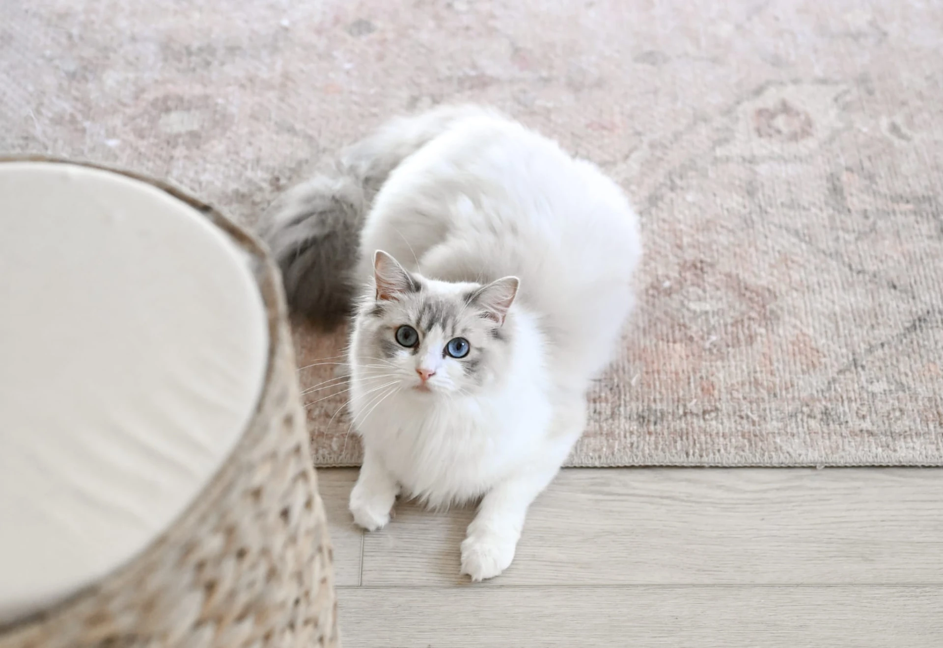 Tiger Lily, a blue lynx bicolor Ragdoll queen with blue eyes, lying on a rug at River Haze Ragdolls