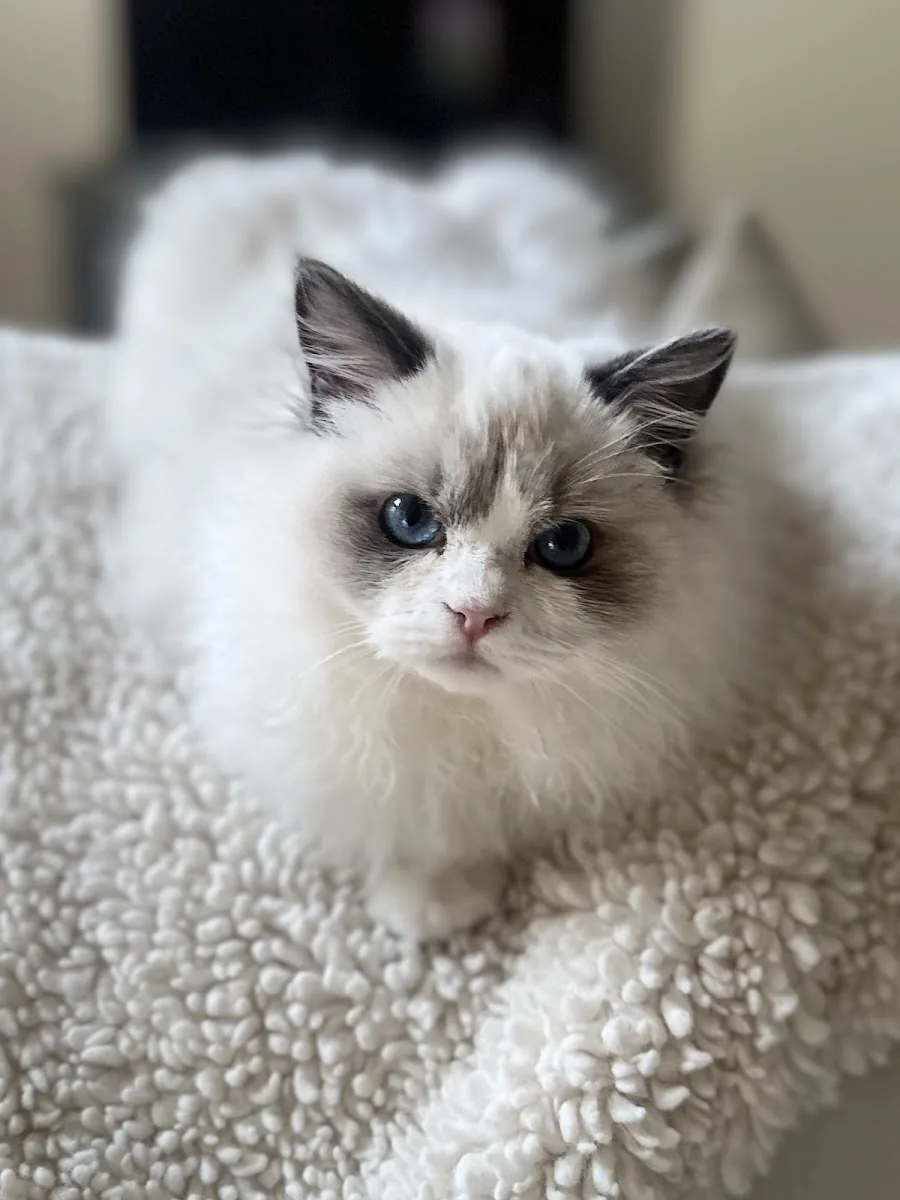 Blue-eyed Ragdoll kitten sitting on a plush white surface