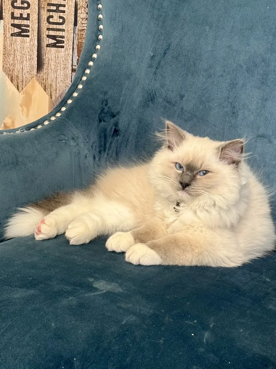 Fluffy Ragdoll cat lounging in a blue chair
