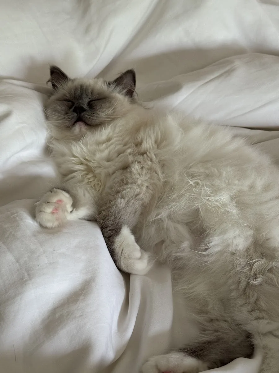 Fluffy Ragdoll cat relaxing on a bed