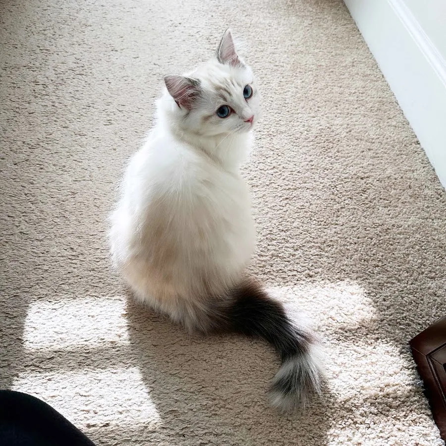 White Ragdoll kitten sitting in a patch of sunlight