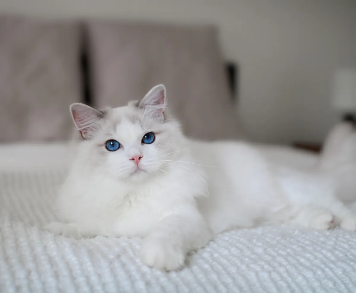 Ajax, a blue lynx bicolor Ragdoll sire with blue eyes, lying on a white bed
