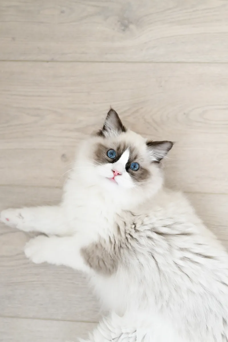 Dune, a seal bicolor Ragdoll sire, lounging on a light wood floor