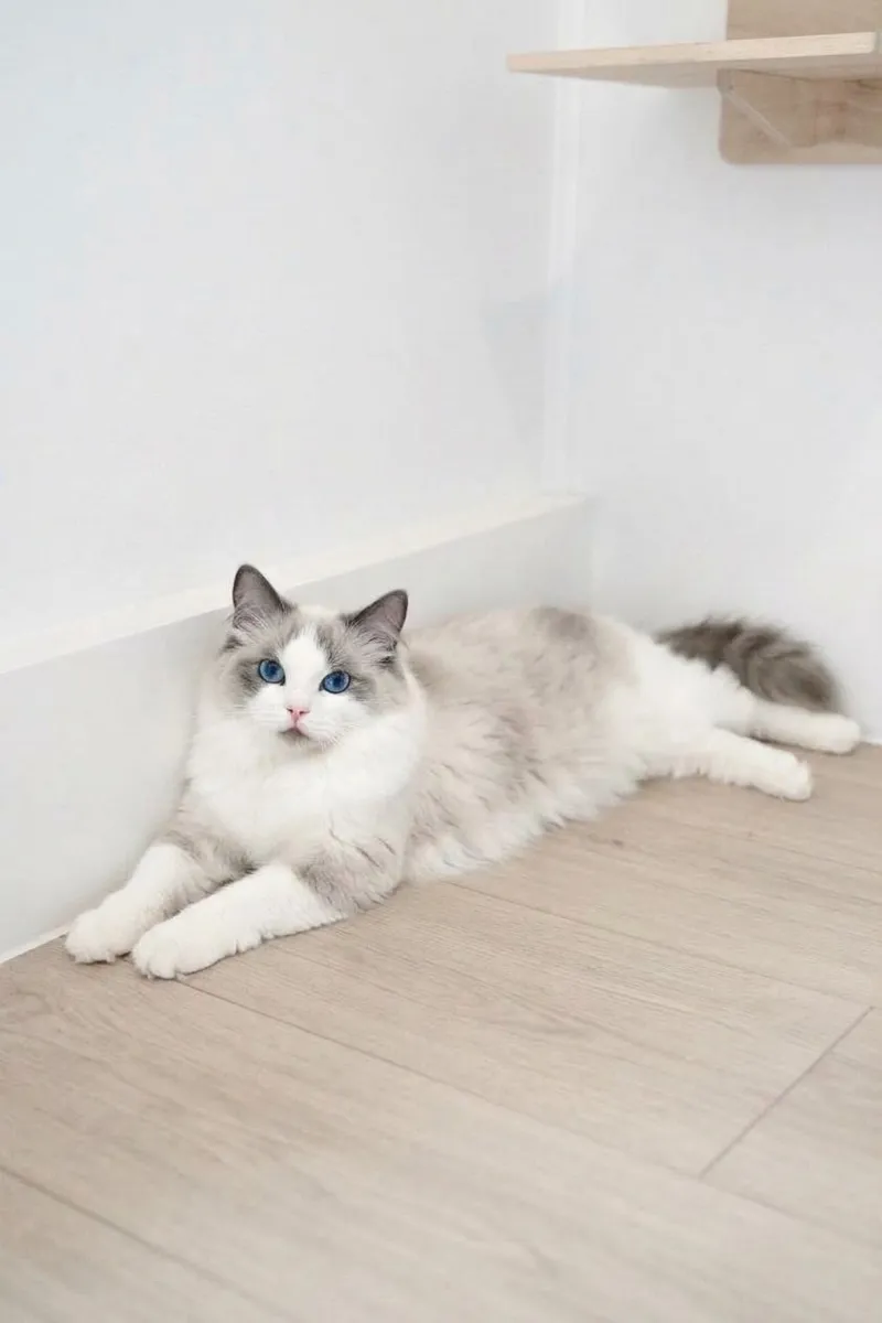 Nova, a blue bicolor Ragdoll queen, lying on a light wood floor