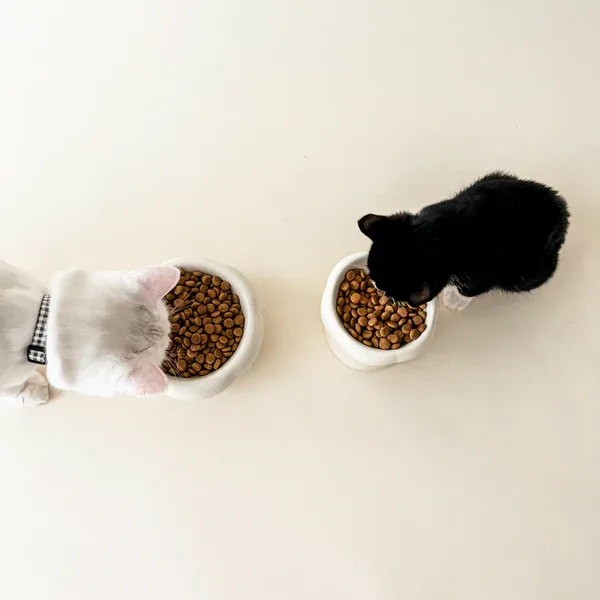 Creamy Bowl Kit — photo 2