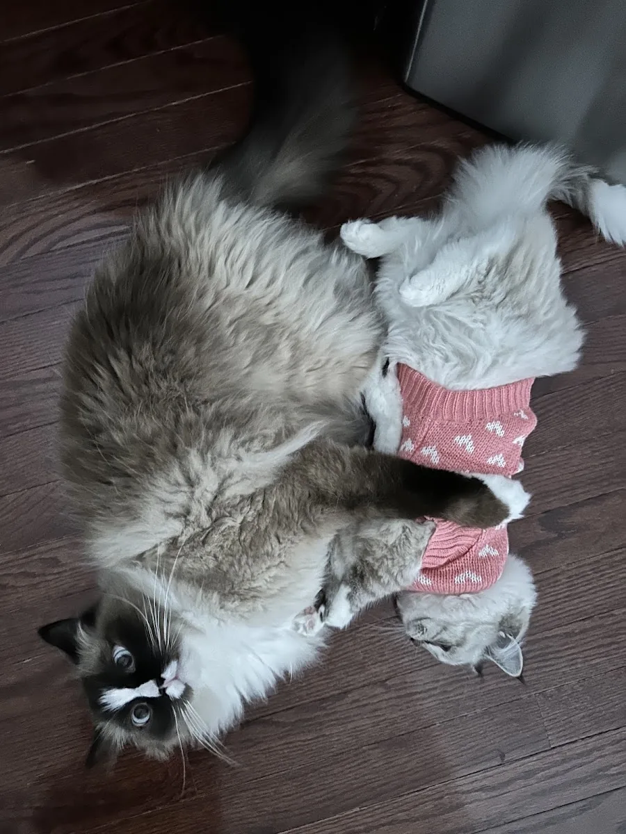 Ragdoll cat relaxing in a pink outfit