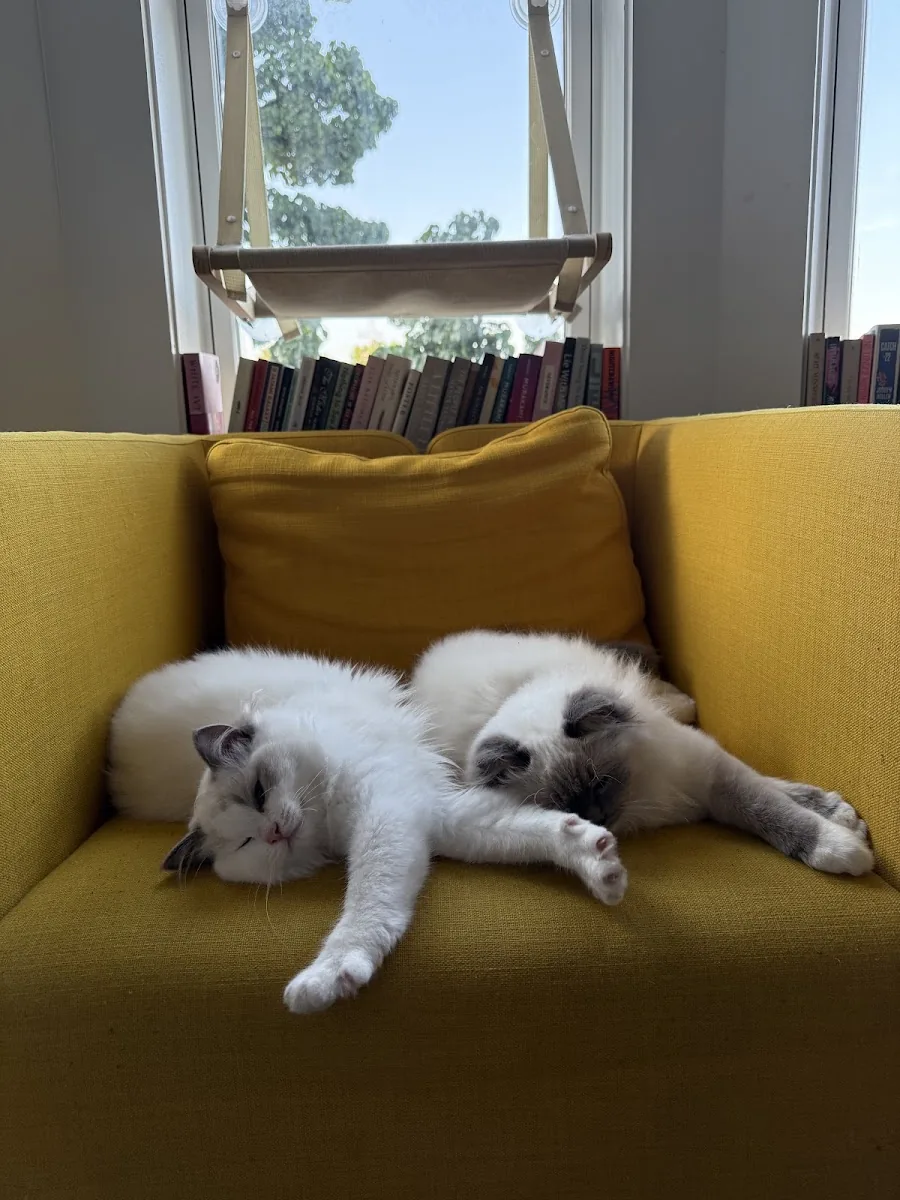 Two Ragdoll cats curled together on a yellow chair