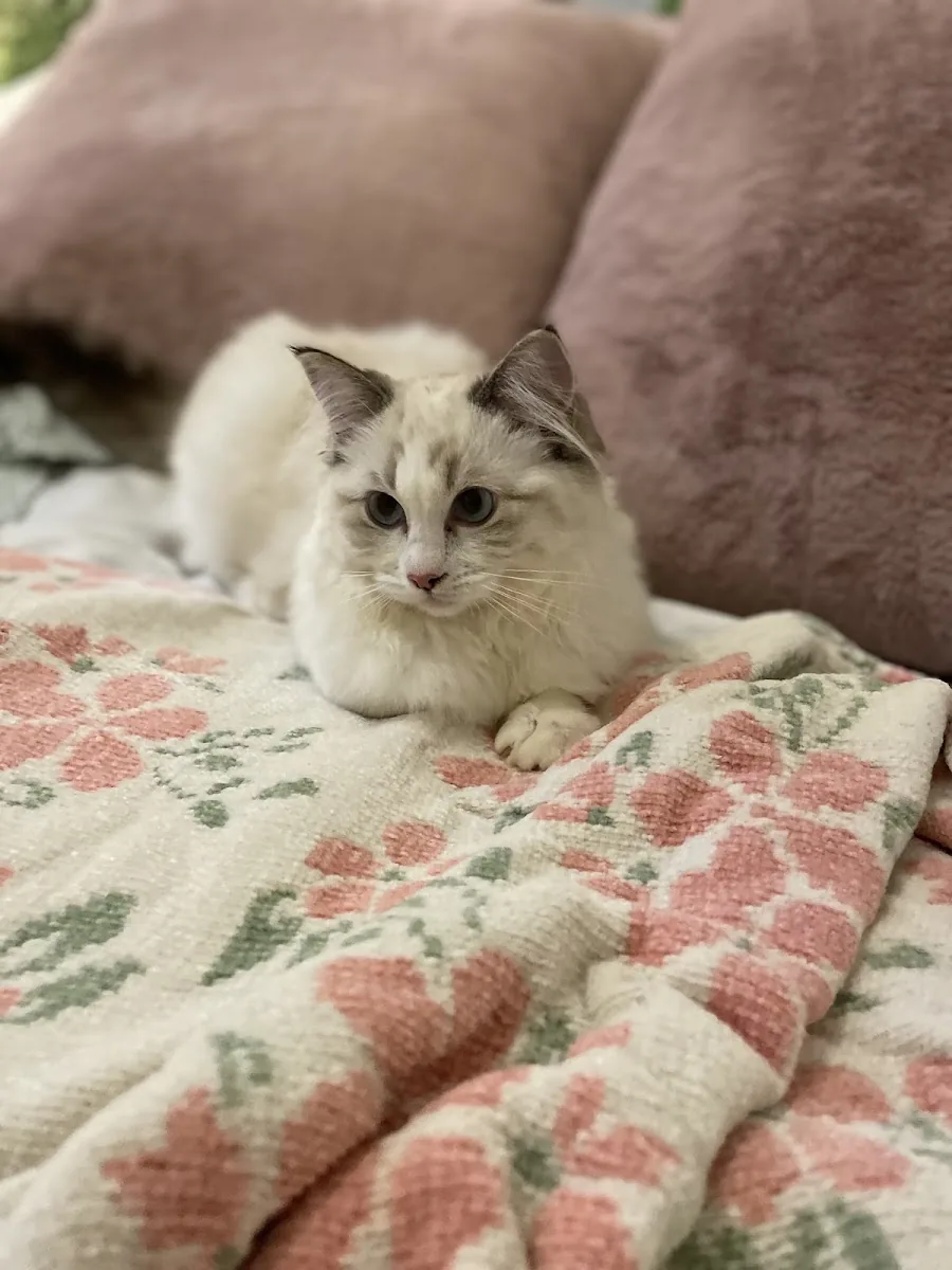 Young Ragdoll cat sitting on a floral quilt