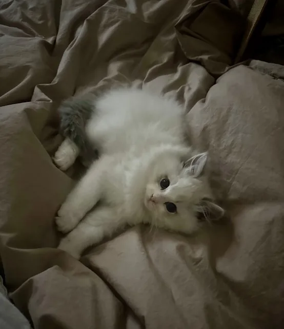 Fluffy white Ragdoll kitten relaxing on a soft bed