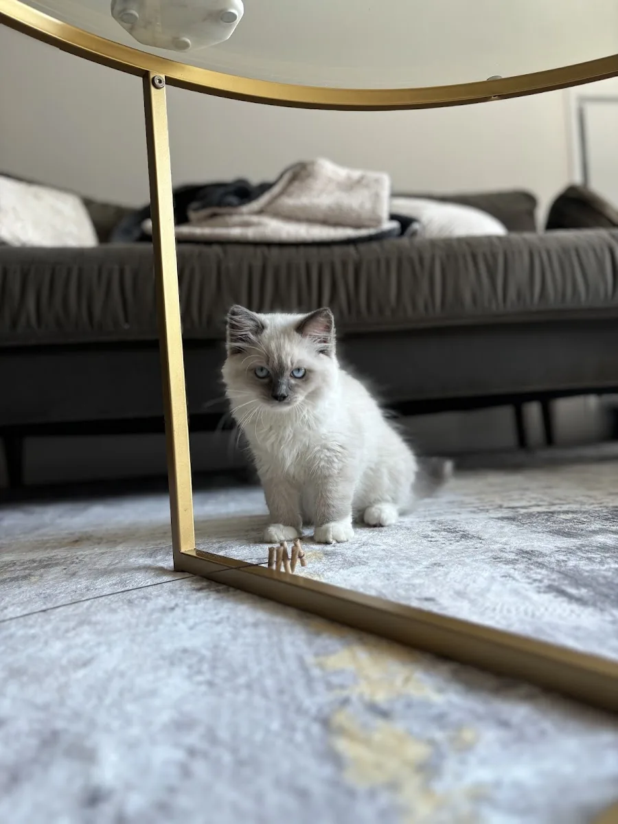 Ragdoll kitten exploring beside a floor mirror