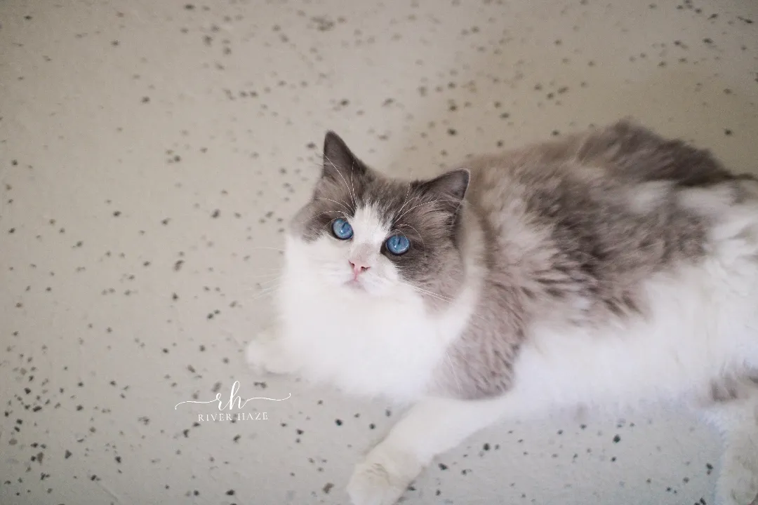 Wolfe the blue bicolor Ragdoll lying on a speckled rug