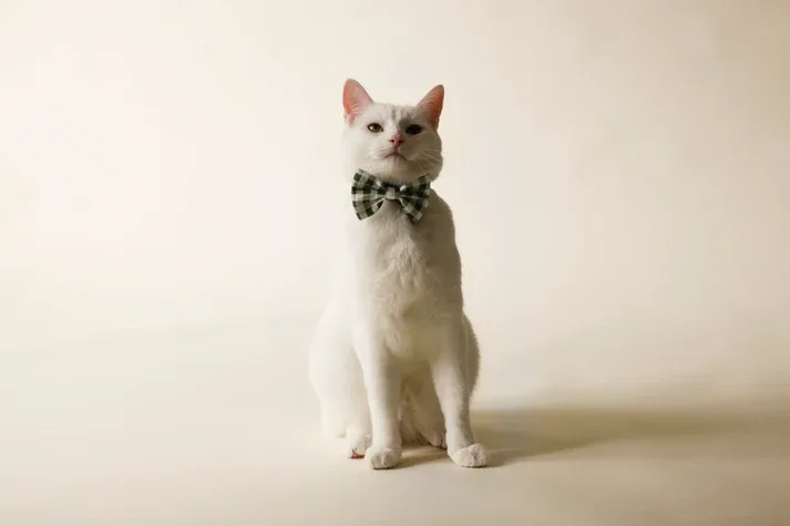 Bow Tie Plaid Green — photo 2