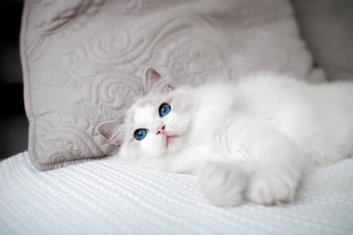 Ajax the Ragdoll sire relaxing against a quilted gray pillow