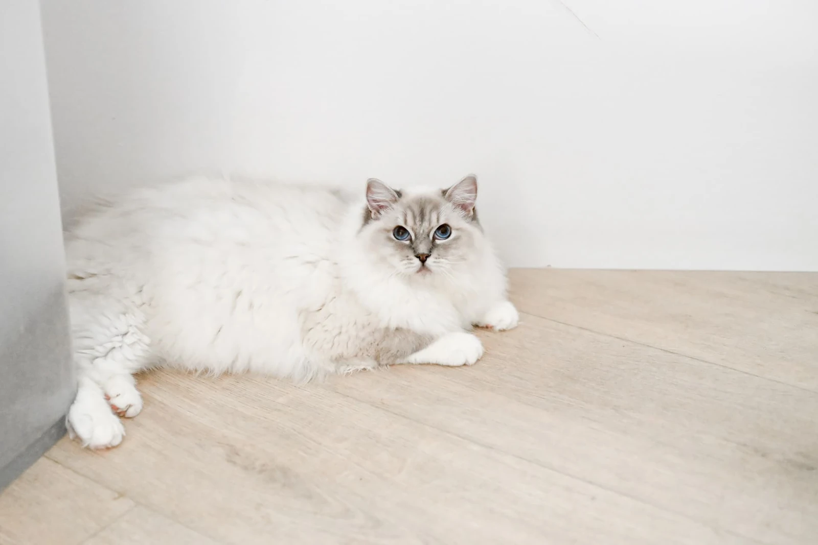 Riverhaze Dolly, a blue lynx mitted Ragdoll queen, lying on a light wood floor