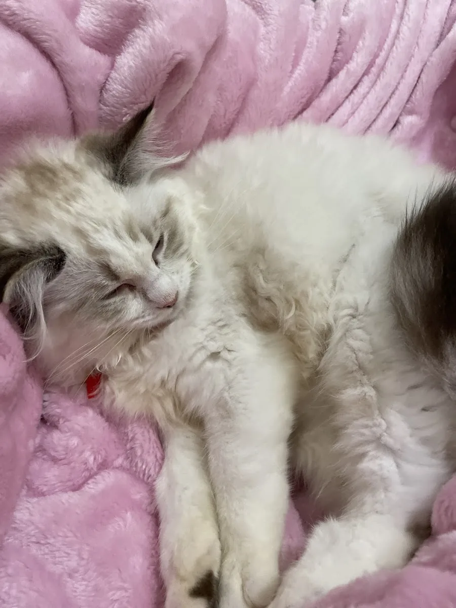 Ragdoll cat sleeping peacefully on a pink blanket