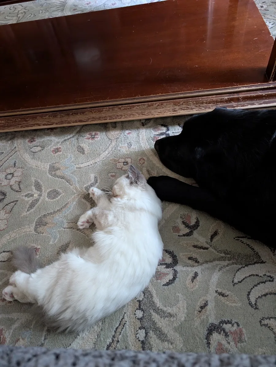 White Ragdoll kitten meeting a black family dog