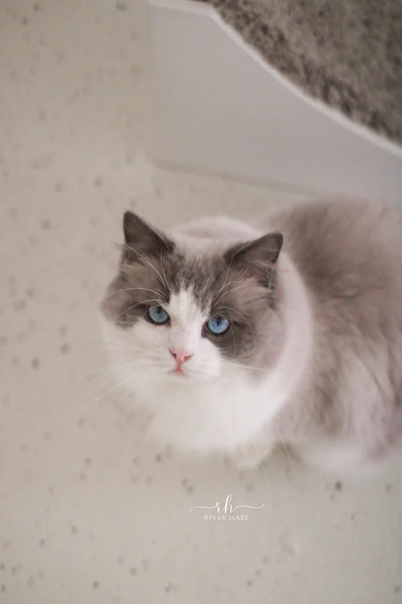 Close-up of Wolfe the blue bicolor Ragdoll with blue eyes