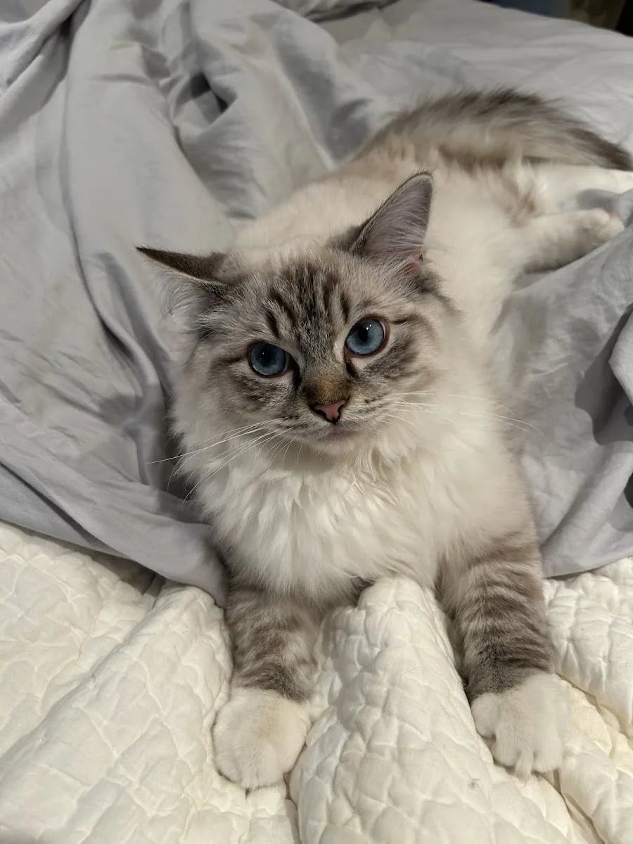 Blue-eyed lynx Ragdoll cat relaxing on a bed